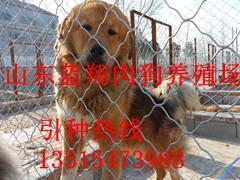 貴州六盤(pán)水養(yǎng)狗場(chǎng)聯(lián)系方式_農(nóng)副產(chǎn)品_世界工廠網(wǎng)